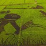 Rice_Art_greenpeace