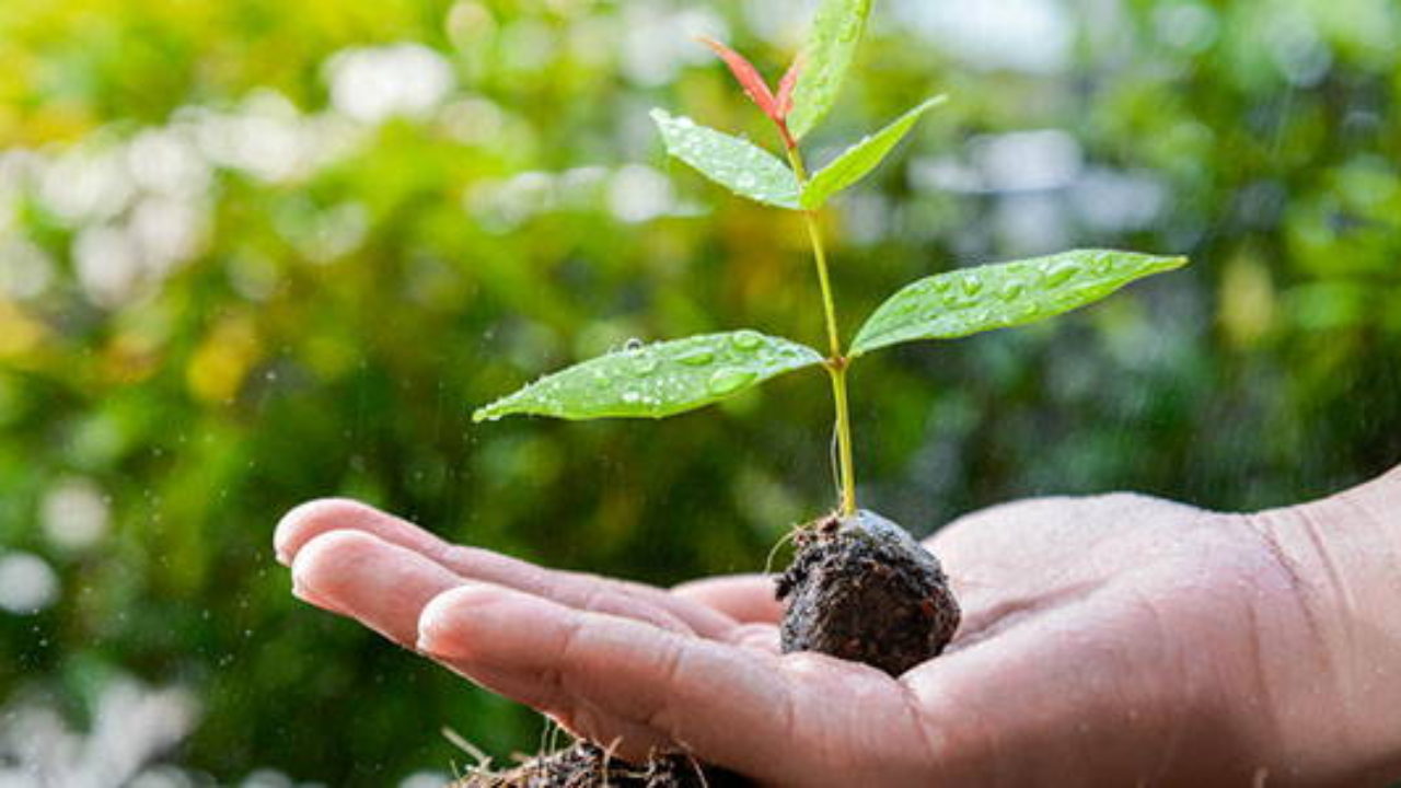 Come Coltivare Lavocado Sul Balcone Greenmeit