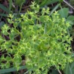 euphorbia_peplus