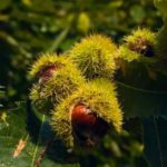 castagne