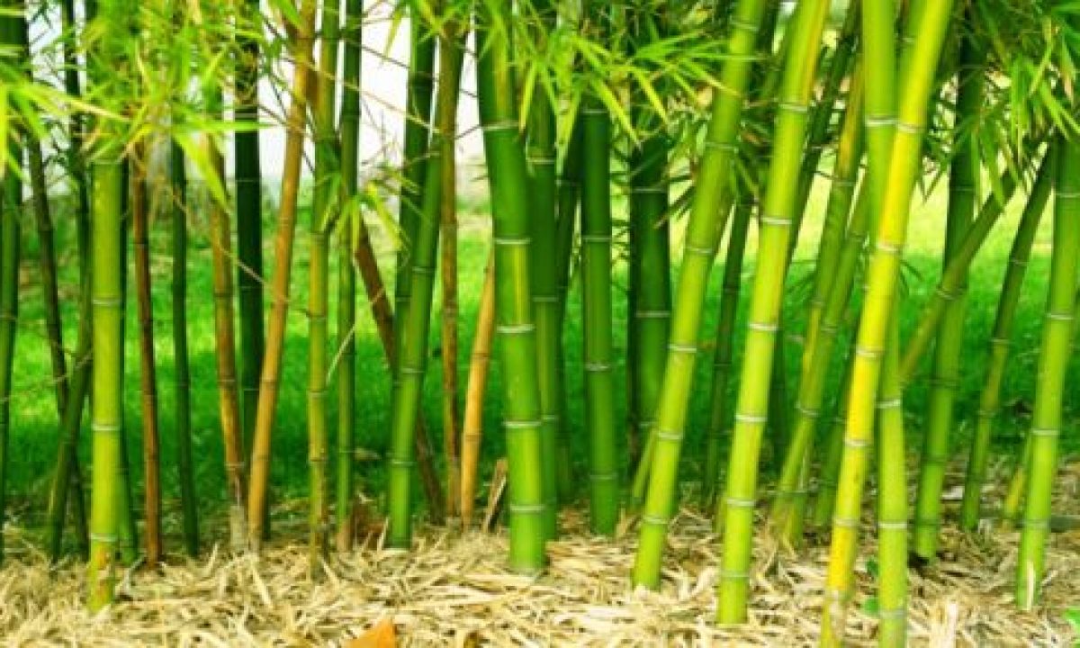 Vendita Piante Bambu Milano.5 Motivi Per Non Piantare Bambu Nel Vostro Giardino Greenme It