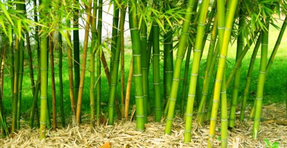 5 motivi per non piantare bambù nel vostro giardino - greenMe