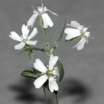 Silene-stenophylla