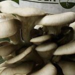 coltivare_funghi