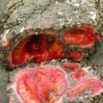 Pyura chilensis