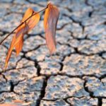 caldo agricoltura