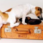 viaggiare cani