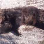 Orso ucciso