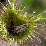 drosera pianta carnivora insetti