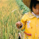 greenpeace golden rice