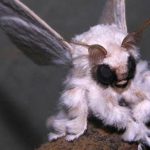 venezuelan poodle moth