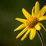 Arnica montana