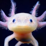 axolotls