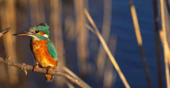 Martinpescatore WWF fotoFCianchi