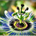 Passiflora caerulea - Fiore del frutto della Passione foto by SantiMB