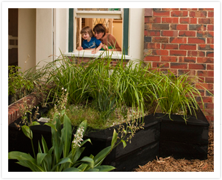 raingarden