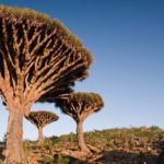 socotra