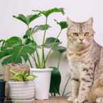 piante tossiche per i gatti