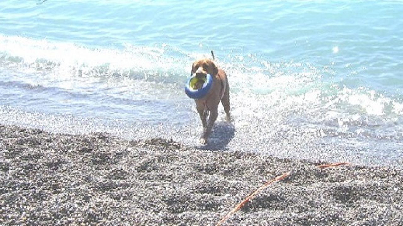 Spiagge Per Cani Una Per Ogni Comune In Liguria Greenmeit