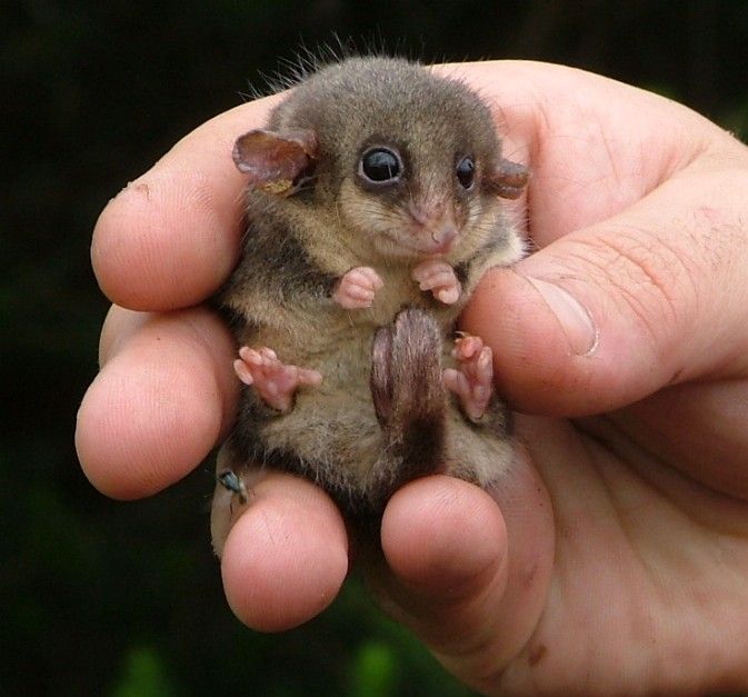 eastern-pygmy-possum
