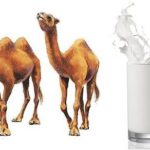 Camel-Milk