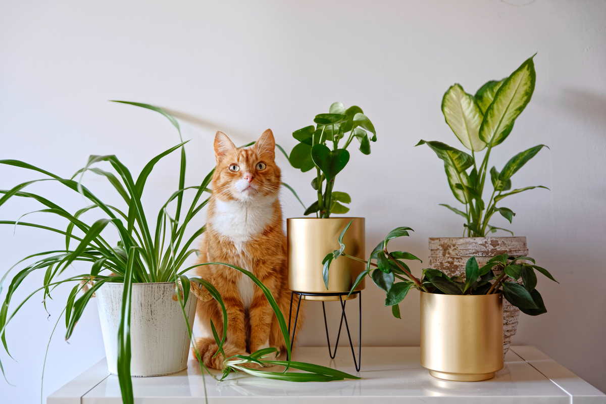 Come tenere lontani i gatti dai vasi e dalle piante - greenMe