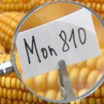 contaminazioni ogm monsanto