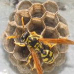 wasp-hive