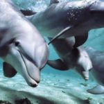 delfini nomi