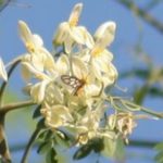 moringa oleifera