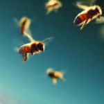 api un mondo in pericolo