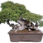 bonsai coltivare