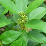 gymnema-sylvestre candida