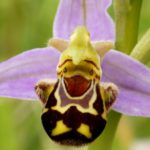 ophrys apifera cover