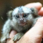 pygmy-marmoset-7