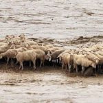 alluvione sardegna