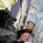 cani ospedale emilia romagna