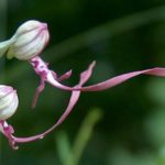 hinamtoglossum adriaticum