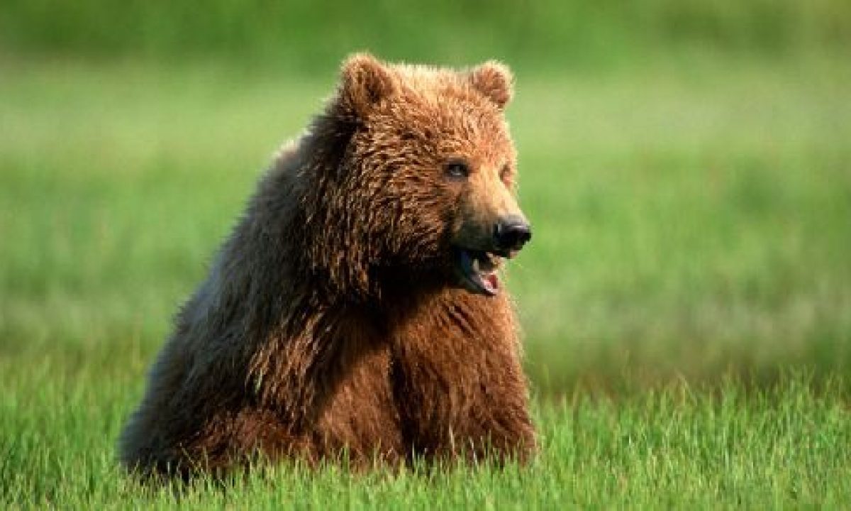 Orso marsicano in pericolo. Nessuno tocchi il Parco Sirente Velino ( petizione) - greenMe