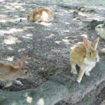 Okunoshima-rabbit-island