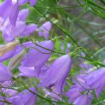 campanula martini