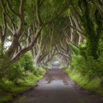 Dark Hedges