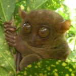 tarsius