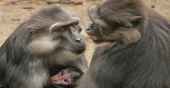 Tonkean macaque Affiliation Photo by E. Palagi