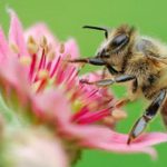 polline pesticidi greenpeace