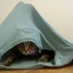 cat tent cover