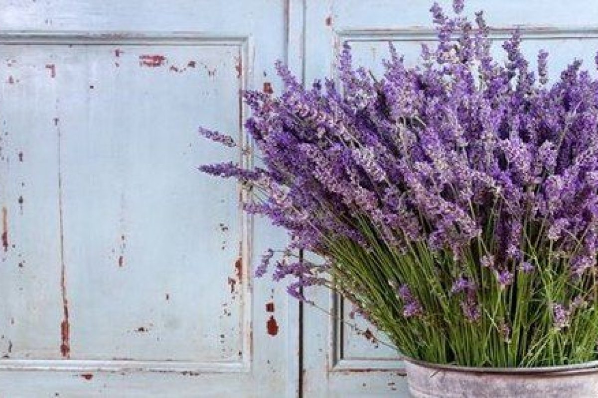 Lavanda Come Coltivarla In Vaso E Nell Orto Greenme