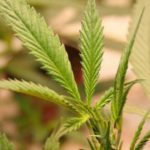 marijuana coltivare reato