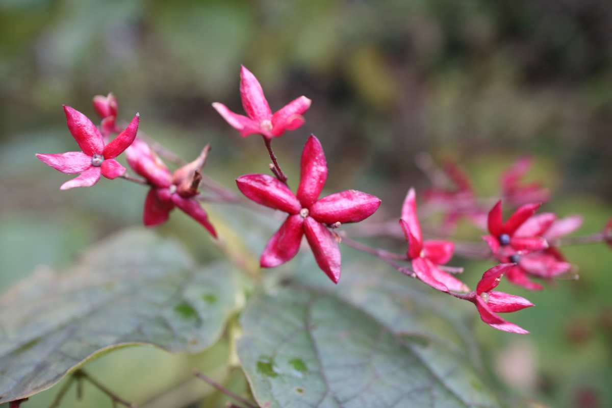 Clerodendrum trichotomum