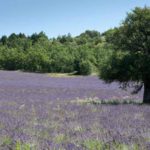 lavanda provenza viaggio cover